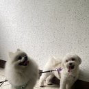 그레이디어 이미지