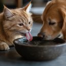 강아지와 고양이 이미지