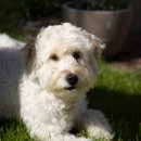 카라동물병원 이미지