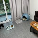 (주)휘닉스벤딩서비스 자판기 | 휘닉스 평창_평창 반려견 동반 리조트 / 평창 강아지 동반 / 강아지와 국내여행