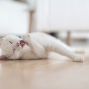 고려종합동물병원 이미지