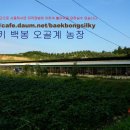 백봉농장 이미지