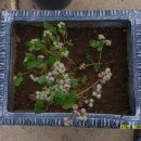 백산농장 이미지