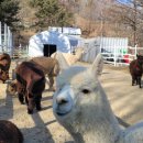 들레목장 이미지