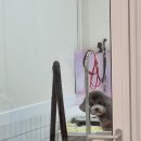 까르네 펫살롱 이미지