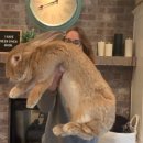 토끼식탁 이미지