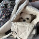 독핏코리아 이미지