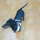 강생이천국 이미지