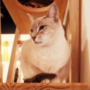 개와고양이 반려동물원 이미지