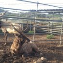 무학사슴농장 이미지