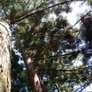 축령산휴양림입구 이미지