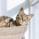 데본냥이 이미지