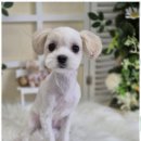 우리동네펫샵 | 작전동애견미용 우리동네 펫샵에서의 마법 같은 하루