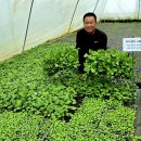 부지깽이 이미지