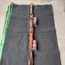 자구리가 멋진 대물 연수목 (감태나무) 지팡이 이미지