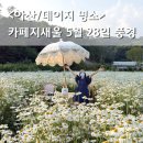 데이지 | 아산 지새울 카페 데이지꽃 만개 후기 / 5월 28일 현재상황