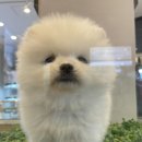 모리펫샵 이미지