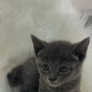 베베-멍 이미지