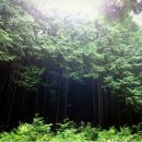 전주 상관 편백나무숲 이미지