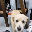남창원동물병원 | 창원 동물병원 추천 남창원동물병원 농협유통센터 가음동점 진료시간비용위치리뷰