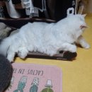 예삐짱 네이버블로그