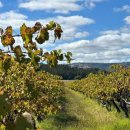 에이치블랑(H.BLANC) | 하셀그로브, 에이치 스파클링 브뤼 / 에이치 소비뇽 블랑 2024