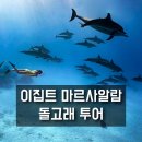 돌고래하우스 | 마르사알람 돌고래 당일 투어 후기 업체 일정 가격