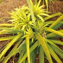 아나나스 이미지