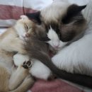 서초이음동물병원 | 24시청주이음동물병원 고양이 응급방문 후기! [개신동동물병원]