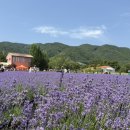 라벤더 이미지