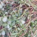 세정농원 이미지