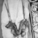 광교호수 동물병원 이미지