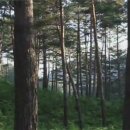 아름다운 산림 경관 ‘최고의 숲’ 10선 - 2017.8.28.KBS 外 이미지