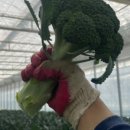 준희네농장 이미지