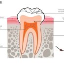 [치아상식]시린이 예방 치약-센소다인 이미지