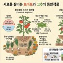 [입하] 흰쌀밥이 나무에 피었습니다 이미지