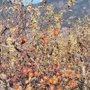 나눔농원 | 밀양 얼음골 사과농원 8 (25.11.29-2)