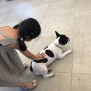 우다다애견 이미지