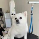 마이유어펫살롱 이미지