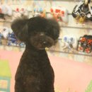 도토리 펫살롱 이미지