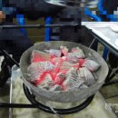 주남오리알 이미지