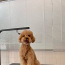 다다다펫그루밍 이미지