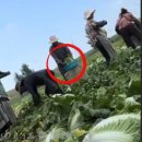 중국 "포름알데히드로 처리된 양배추" 영상이 소셜 미디어에서 빠르게 확산되면서 채소 농부들은 절망에 빠졌고, 수천 에이커에 달하는 채소 이미지
