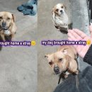 강아지집 이미지