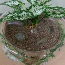 천내중학교 이미지