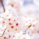 삼호골프 이미지