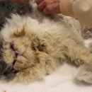 미모고양이 이미지