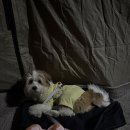 홍금동물병원 | 임산부 맹장 수술 후기(청주 홍박사님 🤍)