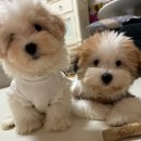 꼬똥켄넬 이미지