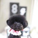 다다그루밍 이미지